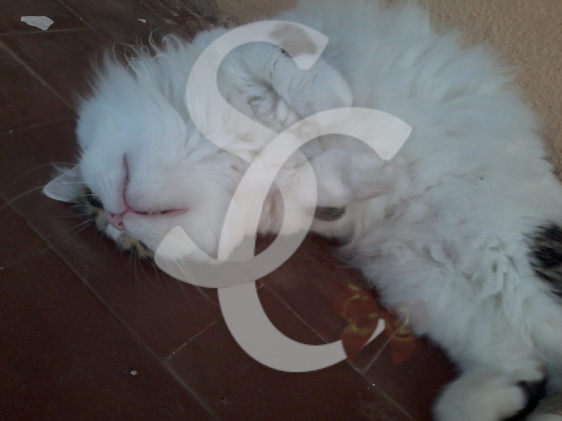 gatto che fa le fusa