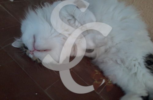 gatto che fa le fusa