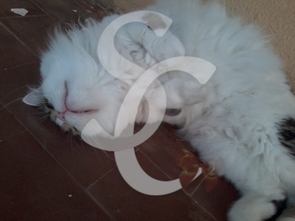 gatto che fa le fusa