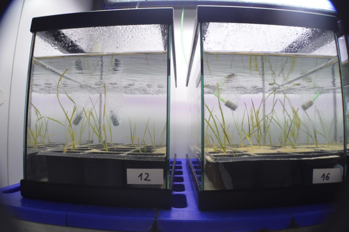 acquari fanerogame marine