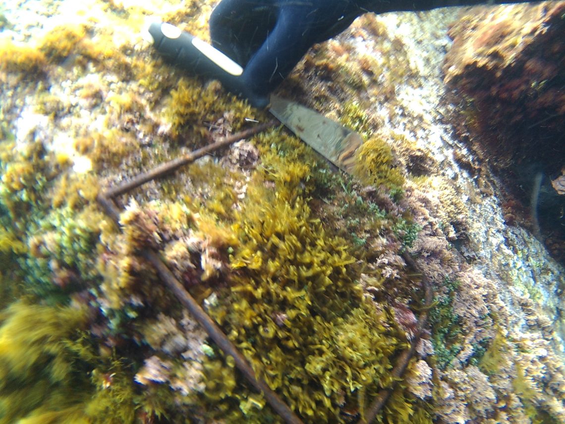 Come riconoscere un'alga (esempio)