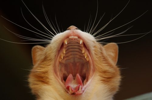 Perché i gatti hanno la lingua ruvida e altri animali no?