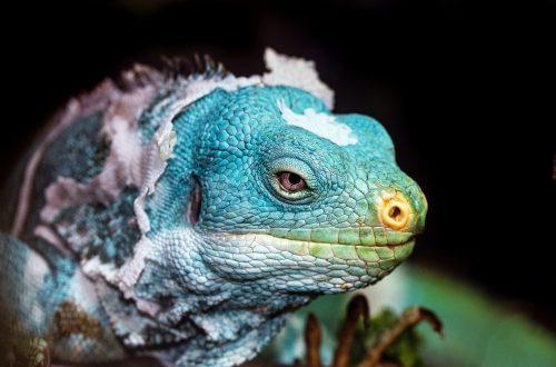 Perché alcuni animali fanno la muta e altri no?