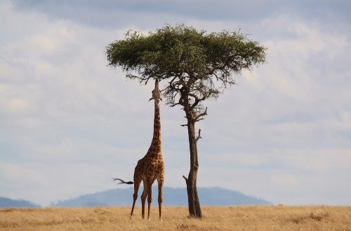 Perché le giraffe hanno il collo lungo?