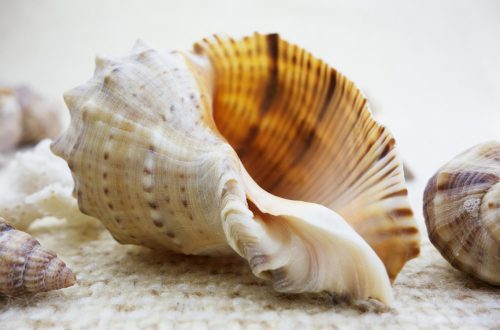 Cos'è il rumore che si sente nelle conchiglie?