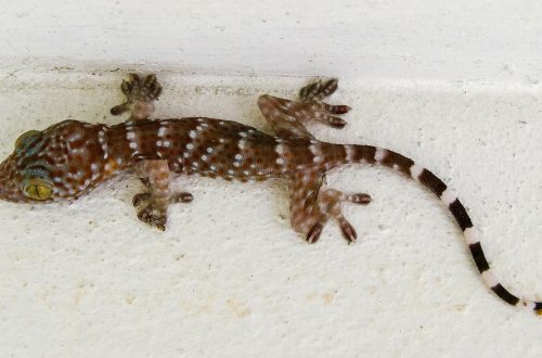 Caricato inCome cammina il geco sui muri senza cadere?