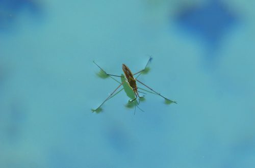 perché-alcuni-insetti-i-gerridi-camminano-sull'acqua